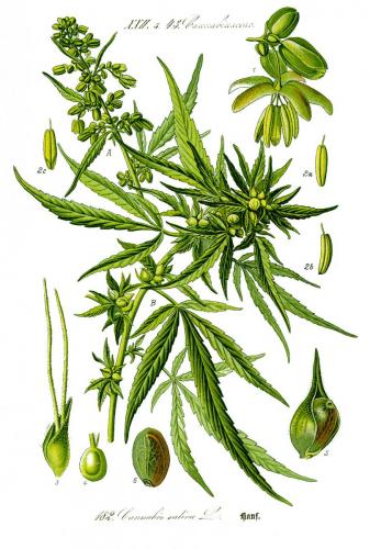 Cannabis-Sativa-LeRiff.ch-cbd-weed-marijuana-02